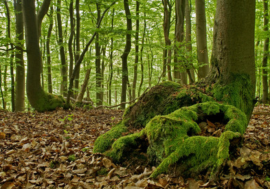 Wenn Sie die Kachel-Navigation anklicken gelangen Sie zum Themenbereich 'Waldbesitz in RLP'. Wenn Sie die Kachel-Navigation anklicken gelangen Sie zum Themenbereich 'Waldbesitz in RLP'.